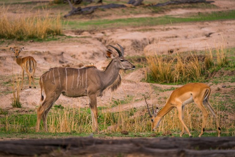 131 Zambia, South Luangwa NP, grote koedoe en impala.jpg